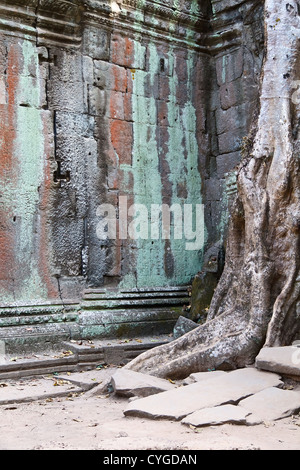 Le radici di un albero gigante overgrowing il tempio Ta Phrom nel tempio di Angkor Park, Cambogia Foto Stock