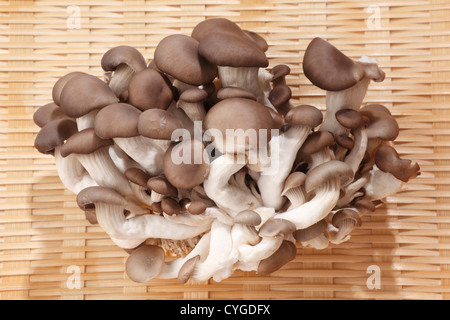 Pleurotus ostreatus funghi Foto Stock