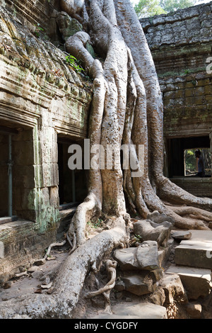 Le radici di un albero gigante overgrowing il tempio Ta Phrom nel tempio di Angkor Park, Cambogia Foto Stock