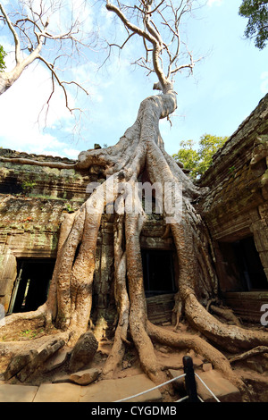 Le radici di un albero gigante overgrowing il tempio Ta Phrom nel tempio di Angkor Park, Cambogia Foto Stock