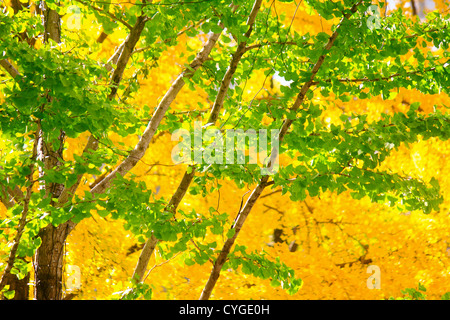 I rami degli alberi e il giallo delle foglie di Ginkgo Biloba in background di Osaka in Giappone Foto Stock