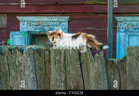 La piccola tre colori cat va su un vecchio recinto in legno. Foto Stock