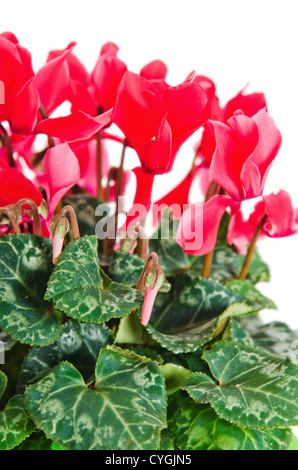 Dettaglio del rosso e del bianco ciclamino isolati su sfondo bianco Foto Stock