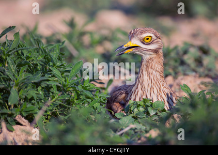Pietra; Curlew Burhinus oedicnemus; Spagna Foto Stock