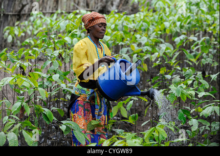 Africa Angola provincia Kwanza Sul, Calulo, donna irrigare le piantine di caffè al caffè azienda agricola Foto Stock