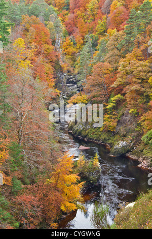 In autunno gli alberi IN FULL COLOR LINE la profonda gola del fiume FINDHORN IN NOVEMBRE Foto Stock