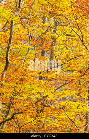 Alberi in autunno le foglie d'oro del faggio IN NOVEMBRE Foto Stock