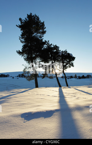 Vista invernale di pino silvestre alberi in corrispondenza del bordo di Lockwood Beck serbatoio proprio come il sole sorge oltre l'orizzonte Foto Stock