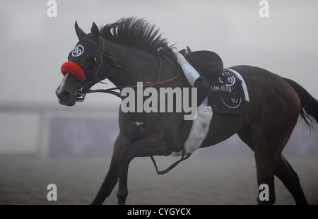 Ottobre 31, 2012 - Arcadia, California, Stati Uniti - Scene dalla mattina gli allenamenti per la prossima Breeders Cup a Santa Anita Park, il 31 ottobre 2012. (Credito Immagine: © Scott Serio/eclipse/ZUMAPRESS.com) Foto Stock