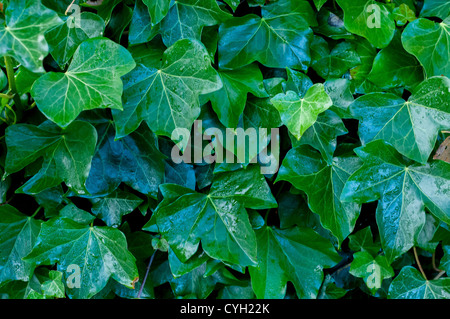 Ivy Foto Stock