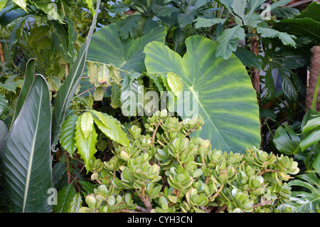 Crassula ovata - impianto di denaro (Fondo intermedio) Colocasia (grandi foglie medio) Foto Stock