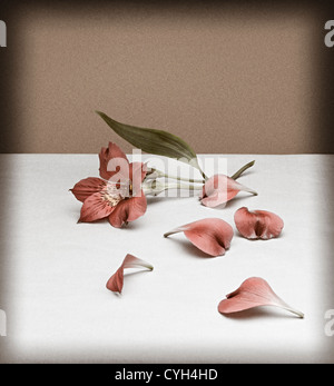 Alstroemeria rosa e petali Foto Stock