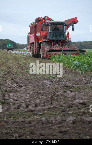 La barbabietola da zucchero raccolto. Il prodotto sul campo, essendo riuniti. Harvester e raccolta di supporto il trattore e il rimorchio dietro. Foto Stock