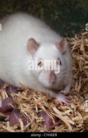 Domestico (di ratto Rattus norvegicus). Femmina adulta ridisporre i giovani nel nido. Foto Stock