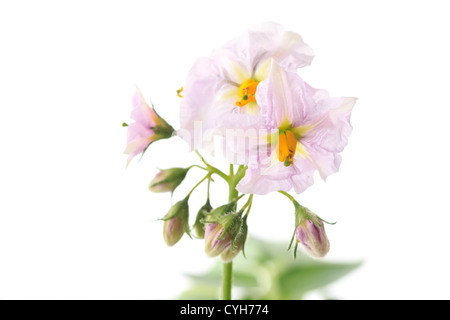 Fiori di patata 'Charlotte' // Pomme de terre 'Charlotte' en fleurs Foto Stock