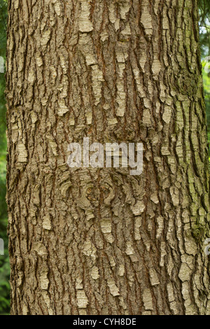 Tronco di cedro deodar (Cedrus deodara) // Tronc de cèdre (Cedrus deodara) Foto Stock