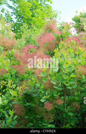 Smoketree o fumo bush, Cotinus coggygria // Cotinus coggygria ou 'arbre à perruques', 'fustet' ou "barbe de giove' Foto Stock