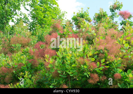 Smoketree o fumo bush, Cotinus coggygria // Cotinus coggygria ou 'arbre à perruques', 'fustet' ou "barbe de giove' Foto Stock