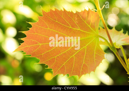 Giovane foglia di Henry la calce in primavera ( Tilia henryana) // Tilleul de Henry, Tilia henryana, jeune"feuille Foto Stock