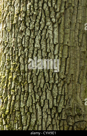 Corteccia di Quercus robur (sinonimo Q. pedunculata) o Inglese Quercia farnia o rovere Francese // Ecorce de Chêne pédonculé Foto Stock