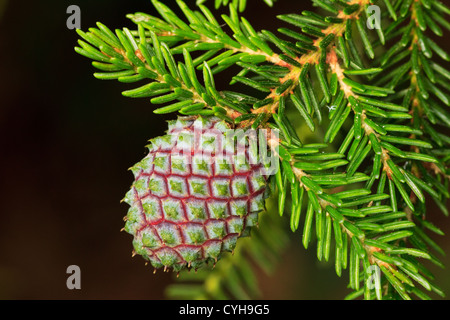 Cono di abete del Caucaso o Oriental Abete (Picea orientalis) // Cône femelle d'épicéa d'Orient, Picea orientalis Foto Stock