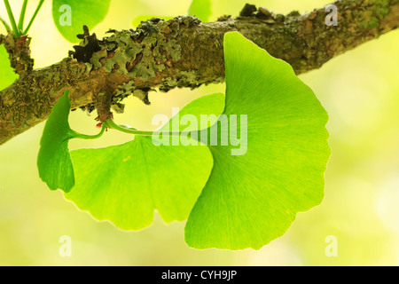 Foglie di Ginkgo biloba e di filiali // Ginkgo biloba, rameau et feuilles Foto Stock