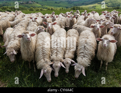 Un gregge di pecore pascola su un campo verde da qualche parte in Toscana, Italia. Foto Stock