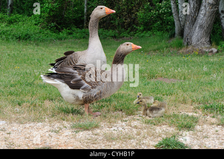 Tolosa oca domestica (Anser domesticus) due oche e loro goslings Foto Stock