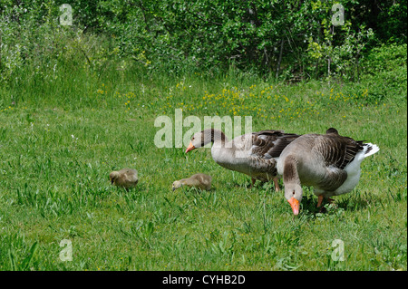 Tolosa oca domestica (Anser domesticus) due oche e loro goslings Foto Stock