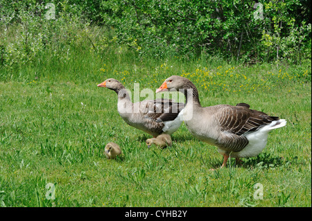 Tolosa oca domestica (Anser domesticus) due oche e loro goslings Foto Stock