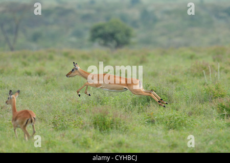 Impala (Aepyceros melampus melampus) femmina in esecuzione il Masai Mara NP - Kenya - Africa orientale Foto Stock