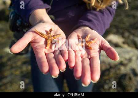 Starfish tenuto nel palmo della mano sulla costa del Parco Nazionale di Acadia Foto Stock