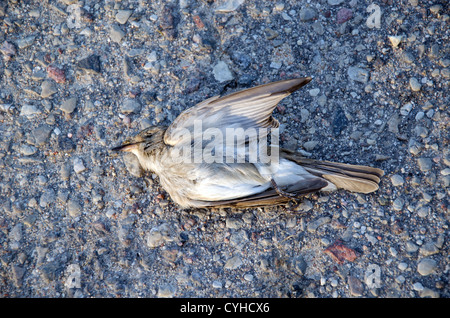 Morto uccello flycatcher ucciso in auto giacciono su strada asfaltata. Foto Stock