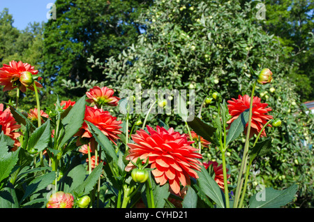 Orange dahlia fioriture dei fiori e boccioli in autunno. Foto Stock