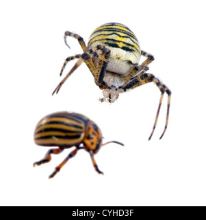 Il Colorado potato beetle Leptinotarsa decemlineata preda e wasp spider Argiope bruennichi predatore isolato su sfondo bianco Foto Stock