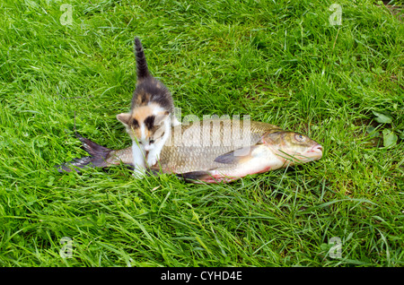 Poco tabby kitten si arrampica sul big orate di pesce sul prato verde. Pesca di cattura del cibo. Foto Stock