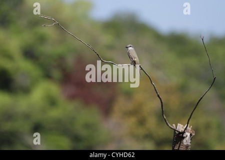 Un Western Kingbird (Tyrannus verticalis) seduto su un ramo vicino a una spiaggia di Manuel Antonio, Costa Rica Foto Stock