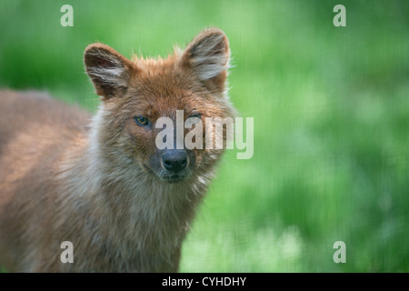 CLOSE-UP DI UN DHOLE o indiano cane selvatico. Cuon alpinus. Foto Stock