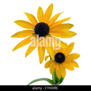 Rudbeckia coneflower fiore isolato su sfondo bianco. Foto Stock