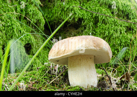 Cep penny bun porcino Boletus Edulis Mushroom closeup nella foresta di autunno. Foto Stock