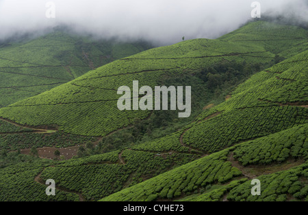 Le piantagioni di tè in Kerala India Foto Stock