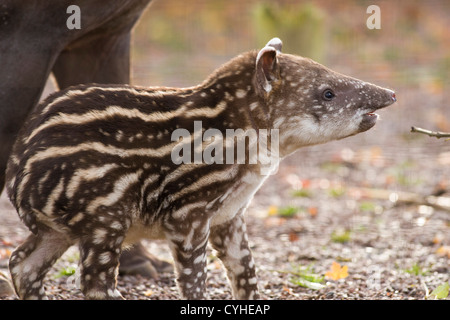 Un bambino tapiro brasiliano nato presso lo Zoo Twycross, Warwickshire. Foto Stock