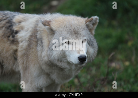 Lupo grigio, lupo grigio in piedi in erba Foto Stock