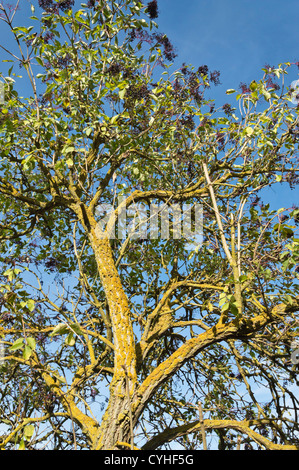 Comune di sambuco (Sambucus nigra) Foto Stock