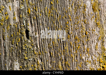 In legno di muschio grunge plank parete scheda interruzioni texture di sfondo closeup Foto Stock