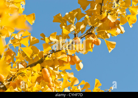 Il ginkgo (Ginkgo biloba) Foto Stock