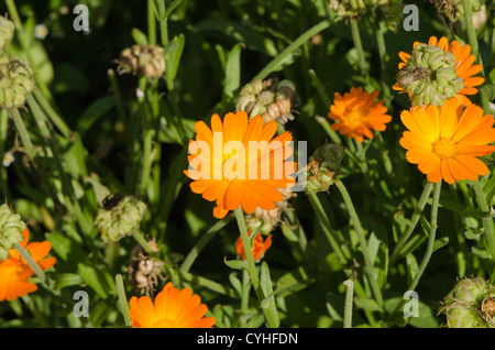 Herb calendula calendula officinalis fiore di arancia bloom utilizzato nella medicina popolare Foto Stock