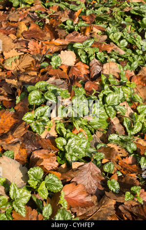 Arcangelo giallo (lamium galeobdolon syn. lamiastrum galeobdolon) Foto Stock