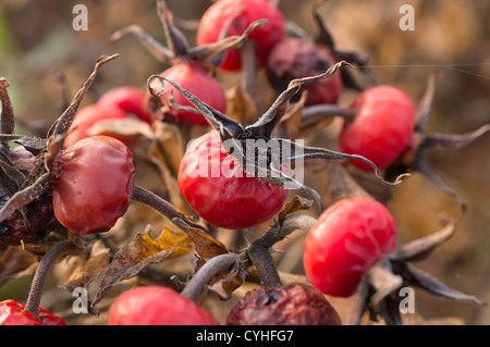 Giapponese rosa (rosa rugosa) Foto Stock