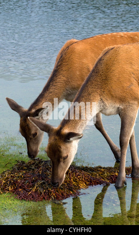 Red Deer cerve alimentazione sulle alghe marine Foto Stock